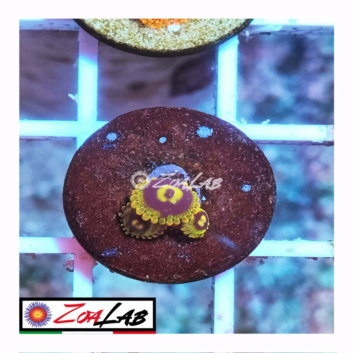 zoa yoda