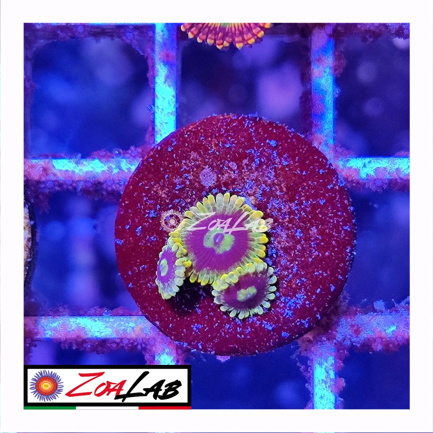 zoa yoda