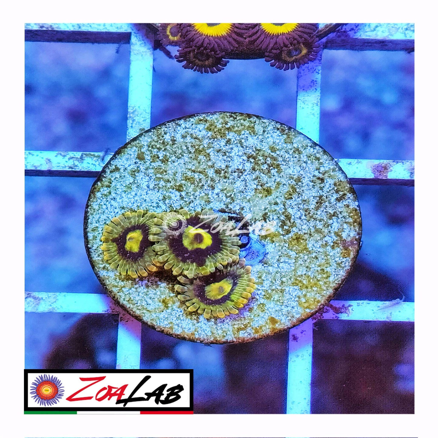zoa yoda