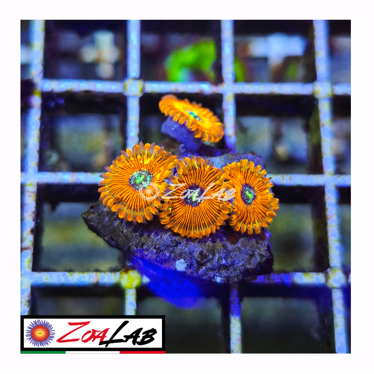 Zoanthus Orange magicians