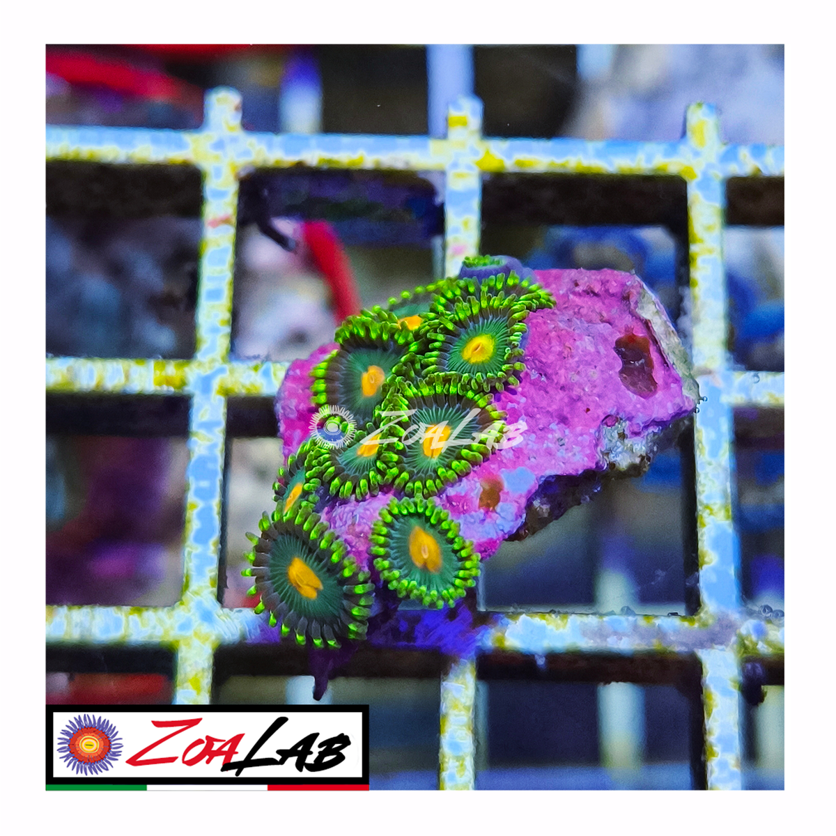 Zoanthus green bay