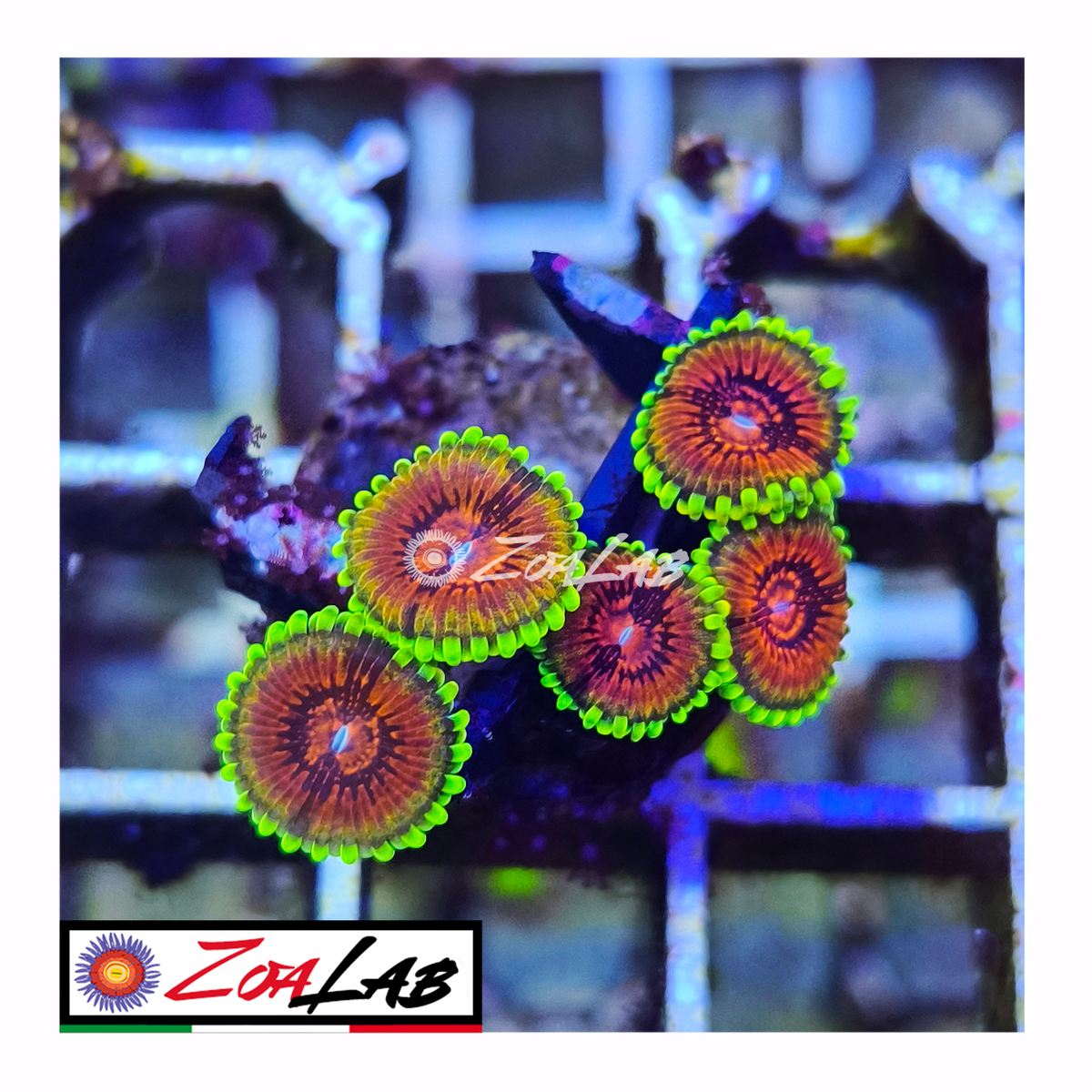 Zoanthus lime chile