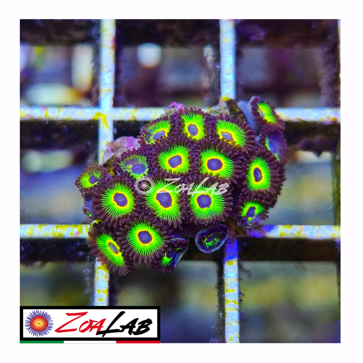 Zoanthus mean green