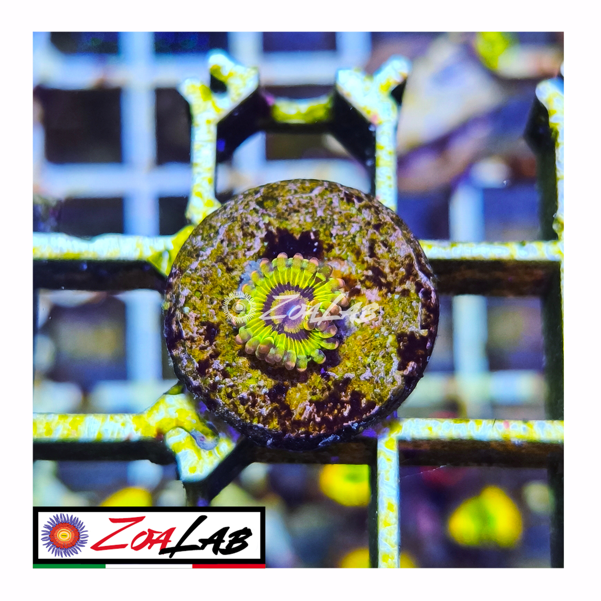 Zoanthus Chiquita