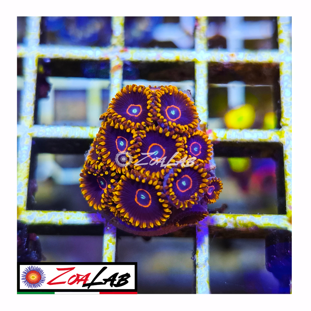 Zoanthus Red Hornets