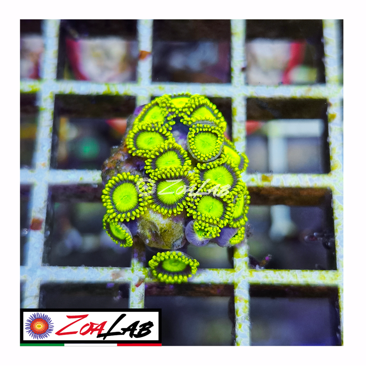 Zoanthus sub drops