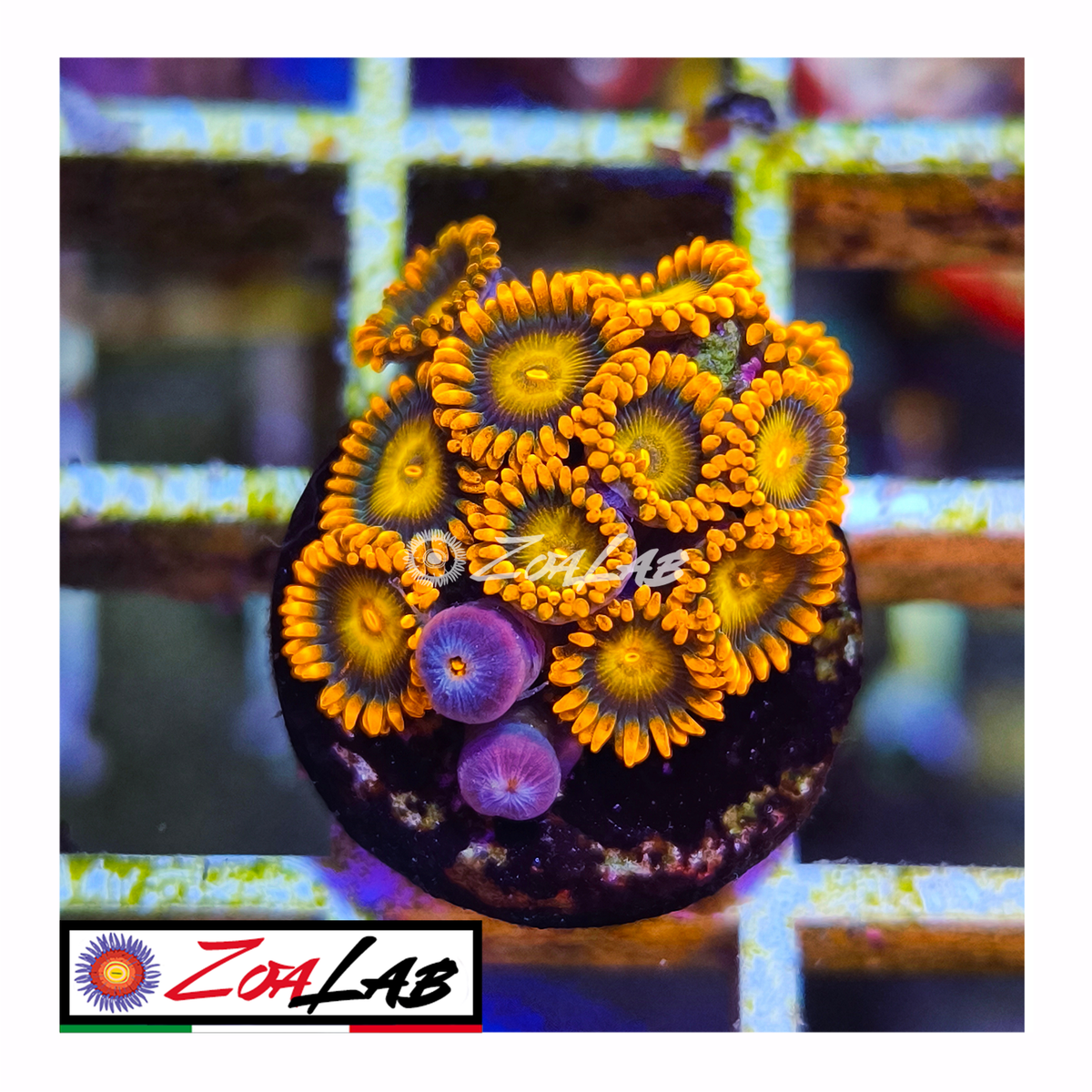 Zoanthus Orange oxides