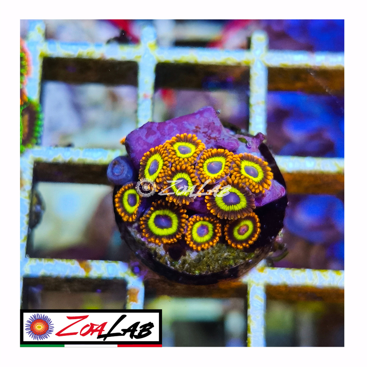 Zoanthus fruit loops