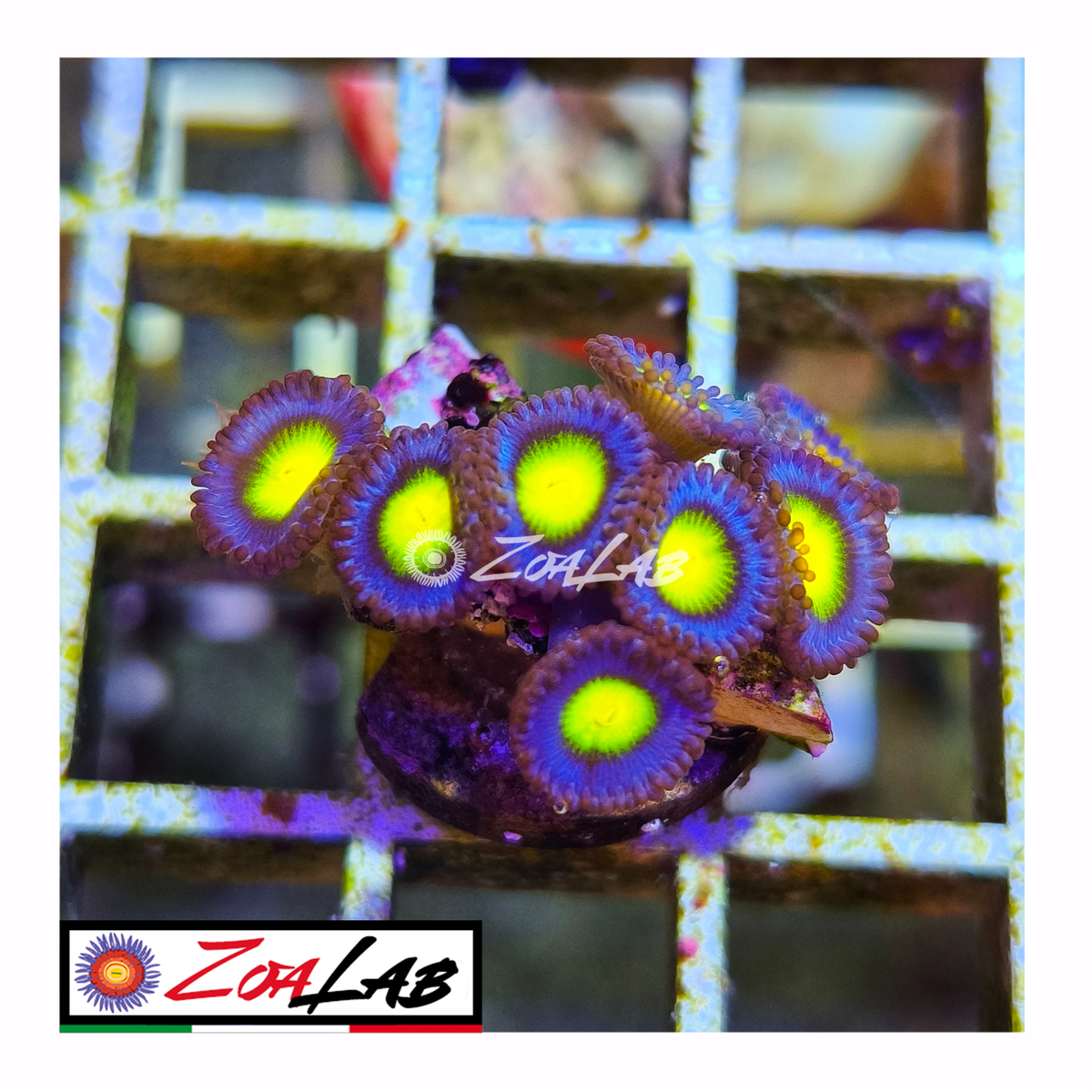 Zoanthus AOI