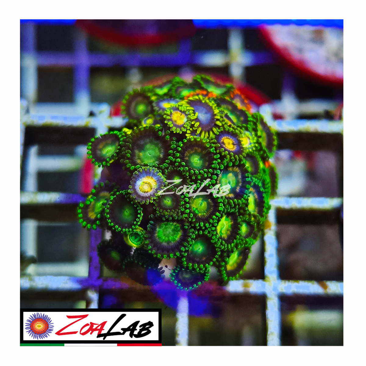 Zoanthus flowers