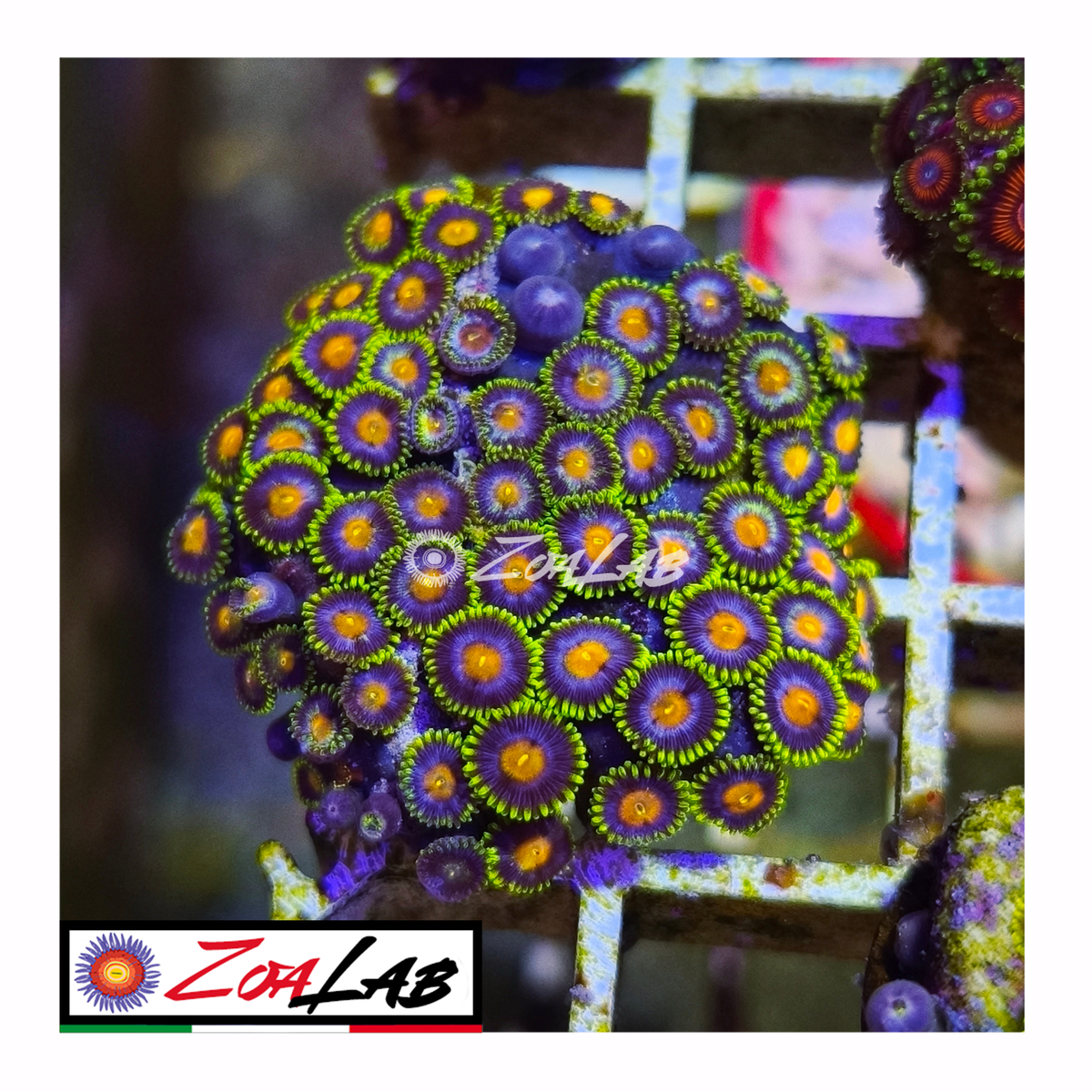 Zoanthus Blue pops