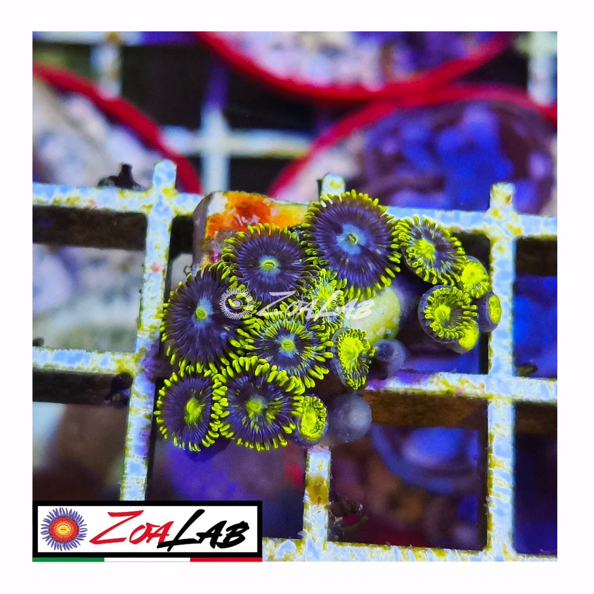 Zoanthus grafted Blue berry pie