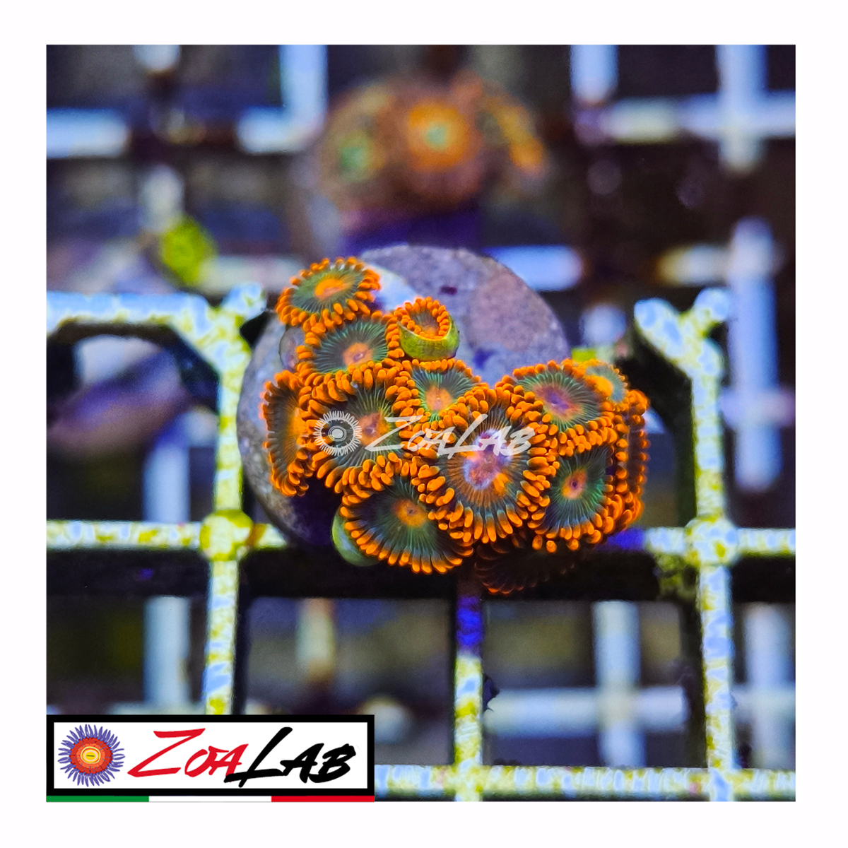 Zoanthus gatorade
