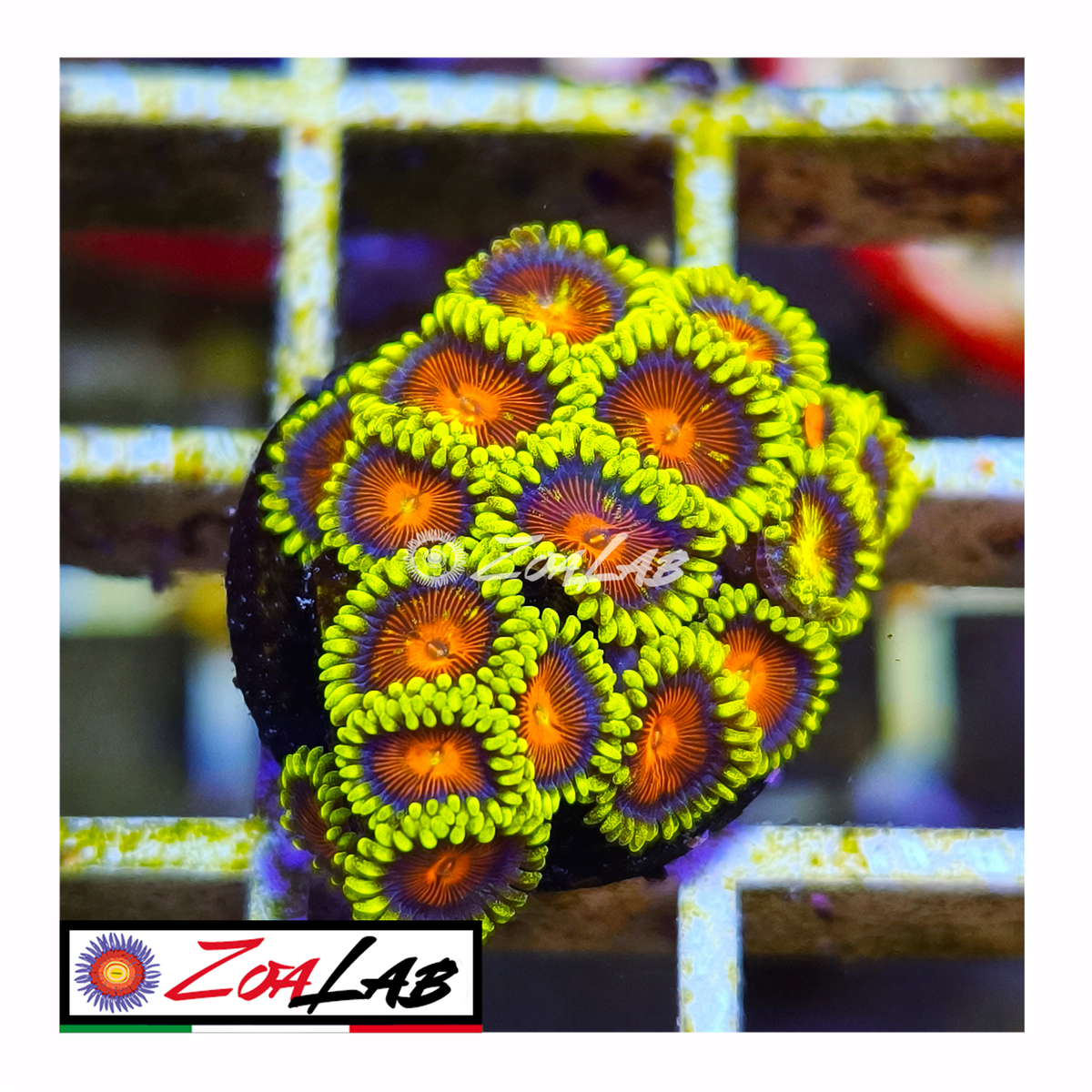 Zoanthus spitfire