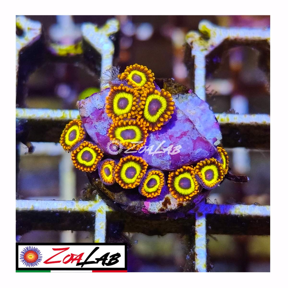 Zoanthus fruit loops
