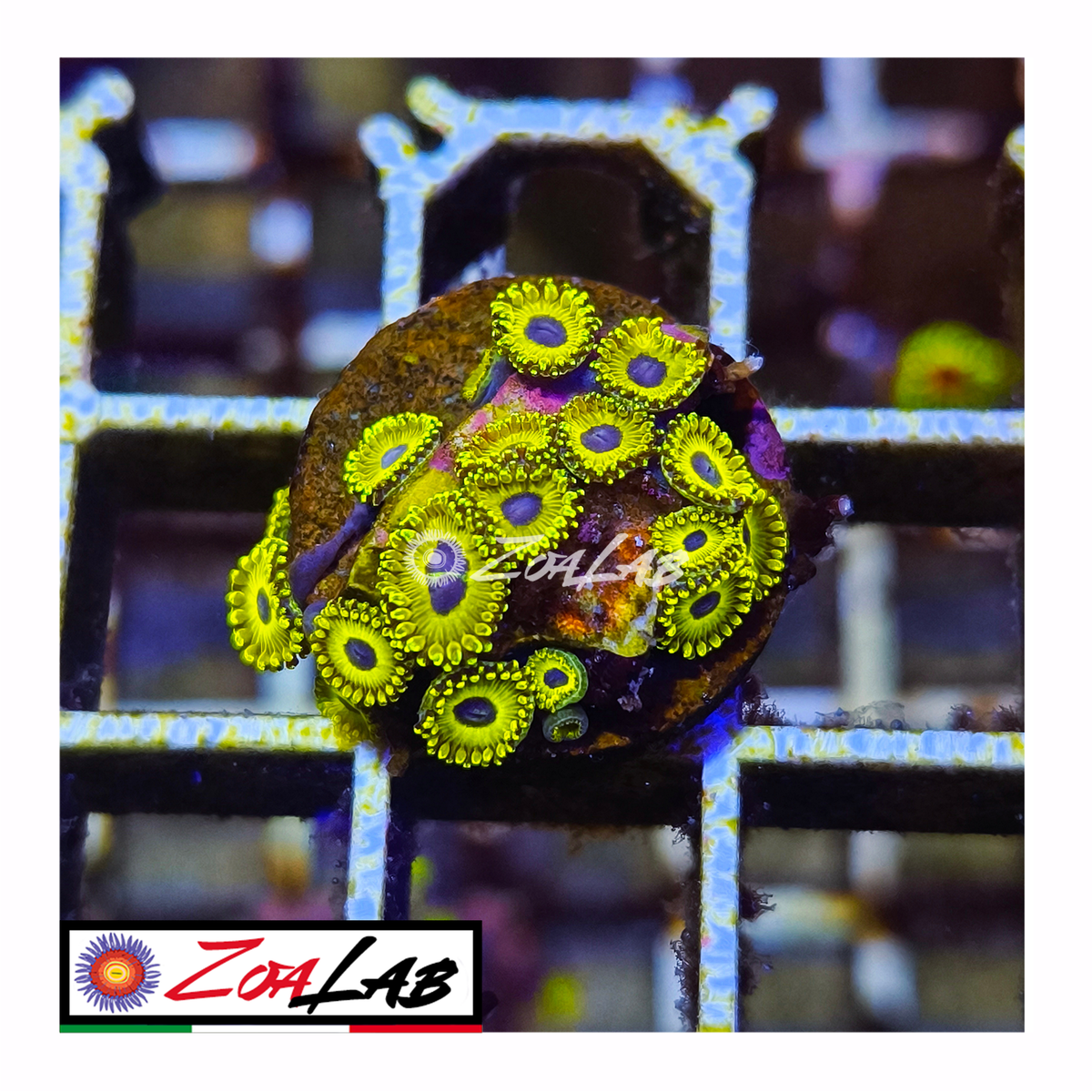 Zoanthus Golden Hornets