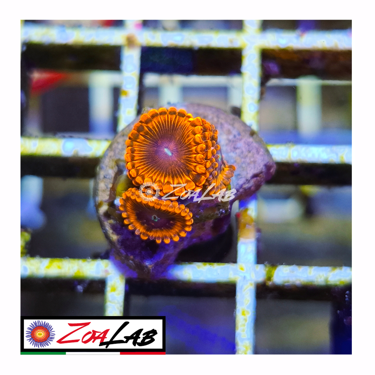 Zoanthus Lunar Eclipse