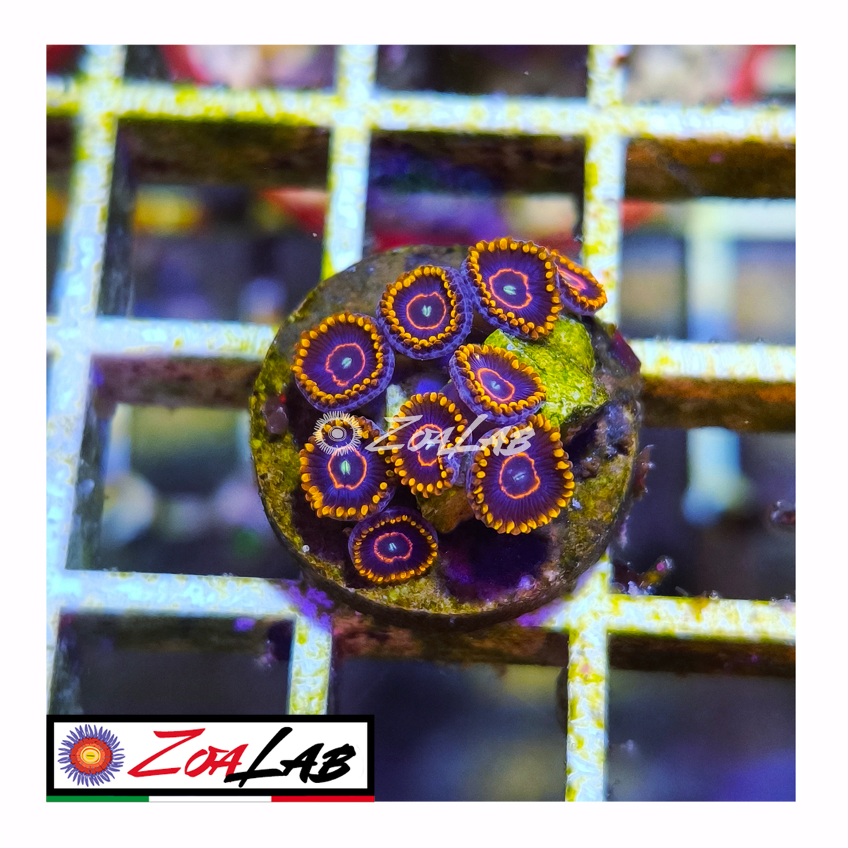 Zoanthus Red Hornets