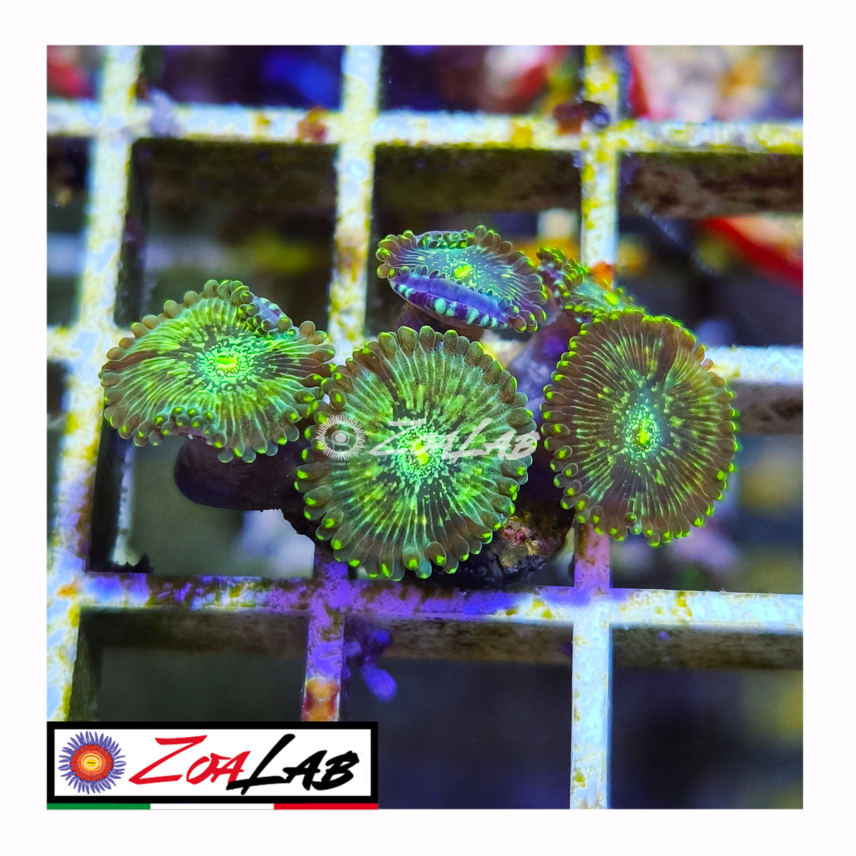 Zoanthus desert storm