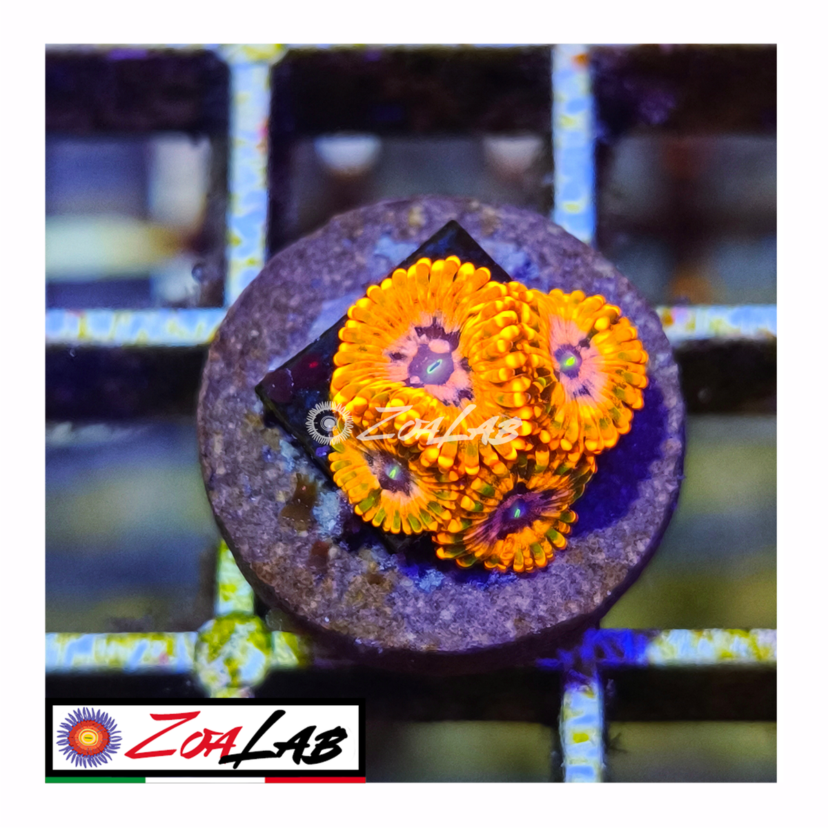 Zoanthus utter Chaos