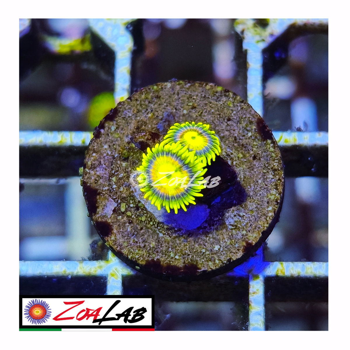 Zoanthus laser lemon