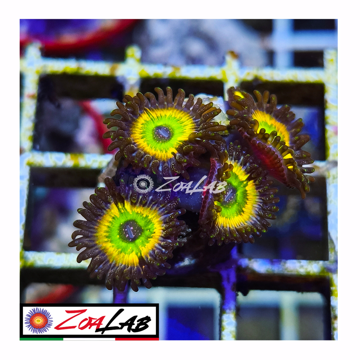 Zoanthus tinkerbell