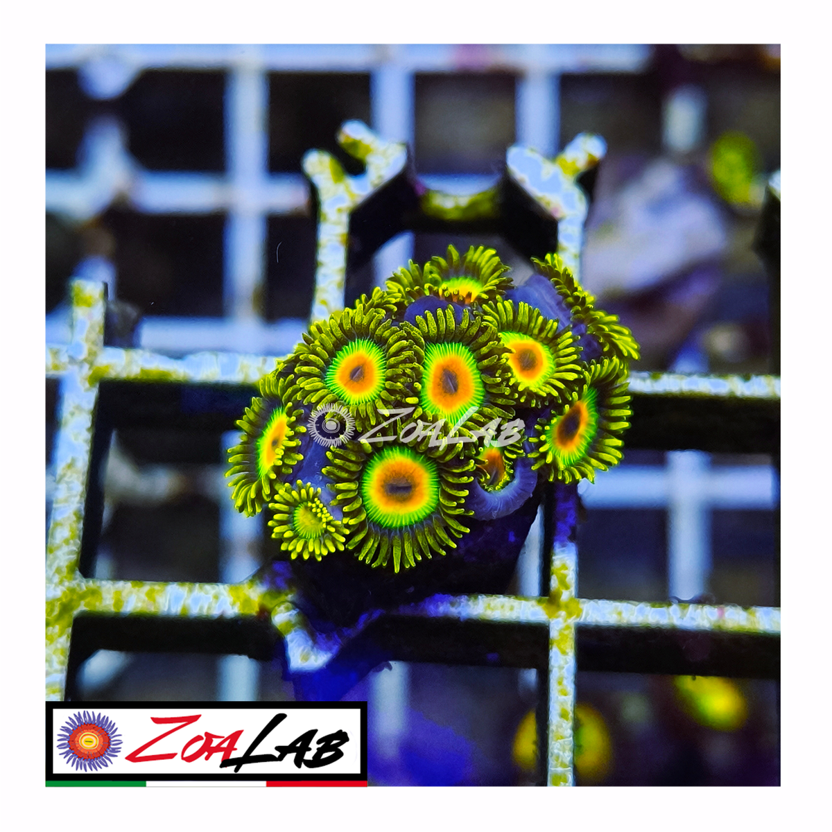 Zoanthus rasta