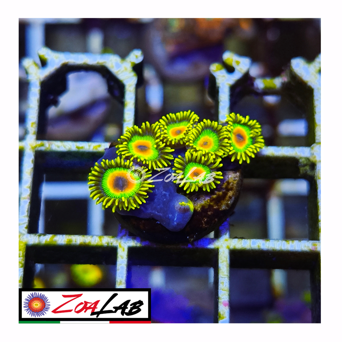 Zoanthus rasta