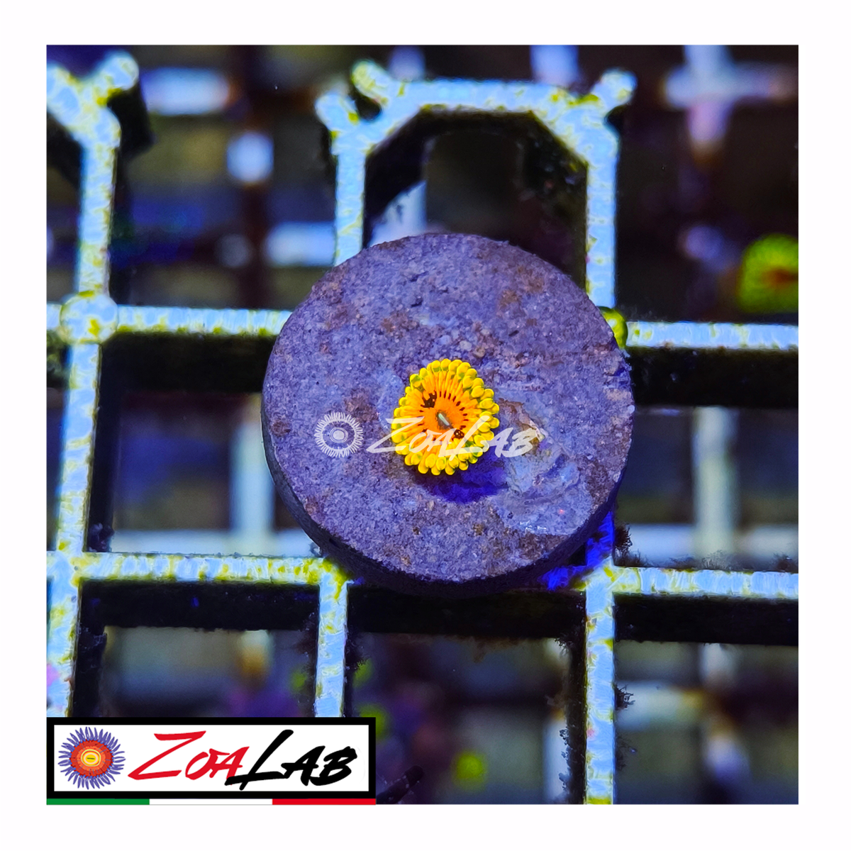 Zoanthus GMK