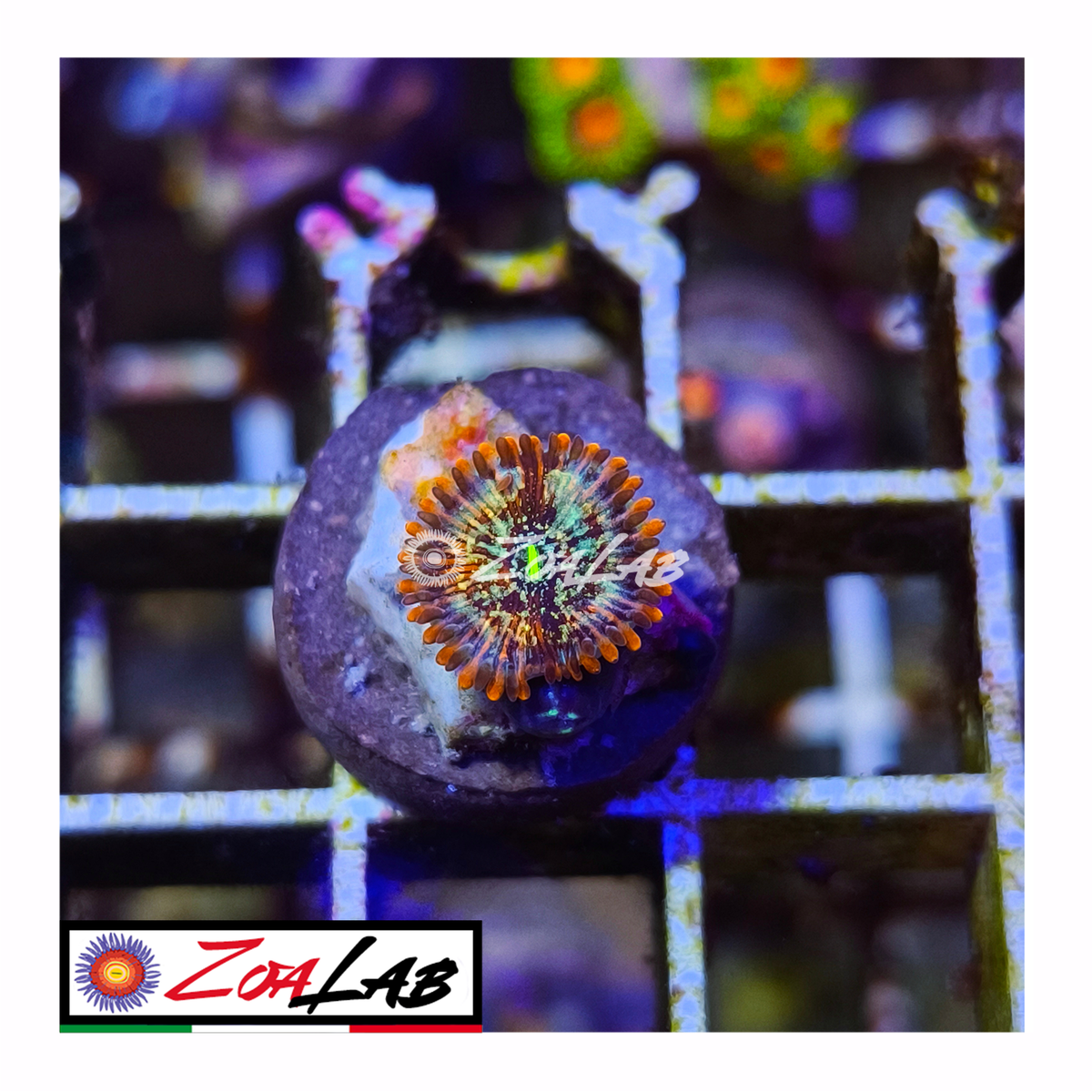 Zoanthus White zombie