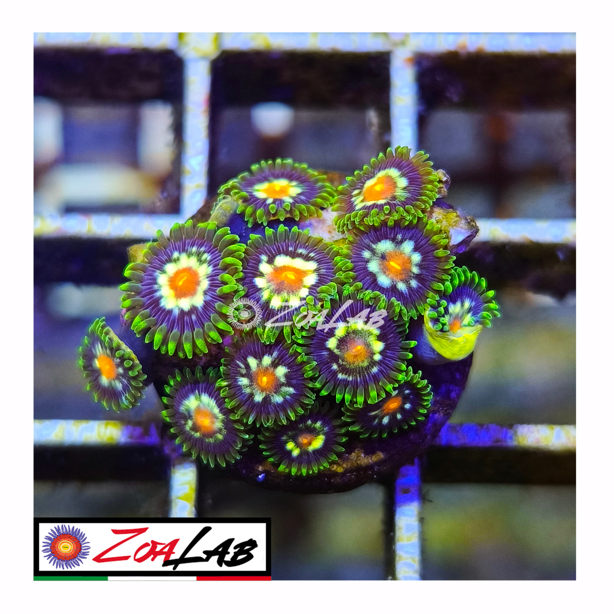 Zoanthus stargratz