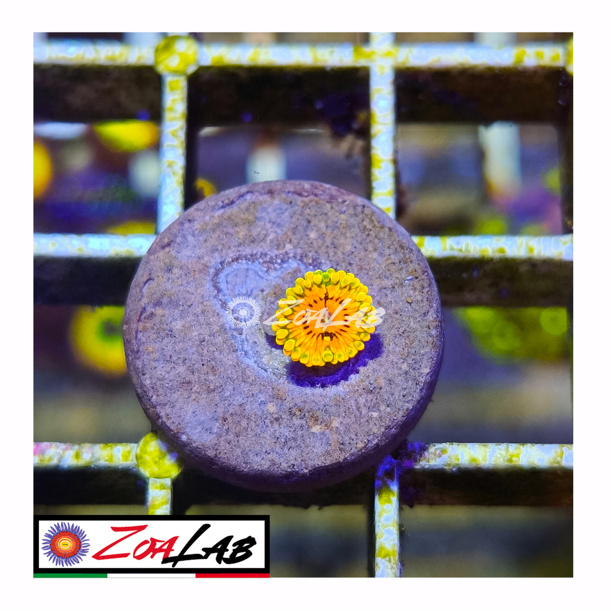 Zoanthus GMK