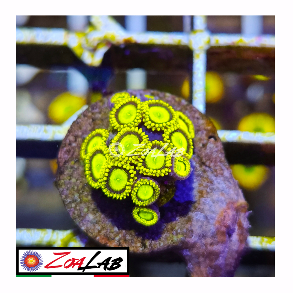 Zoanthus sun drops
