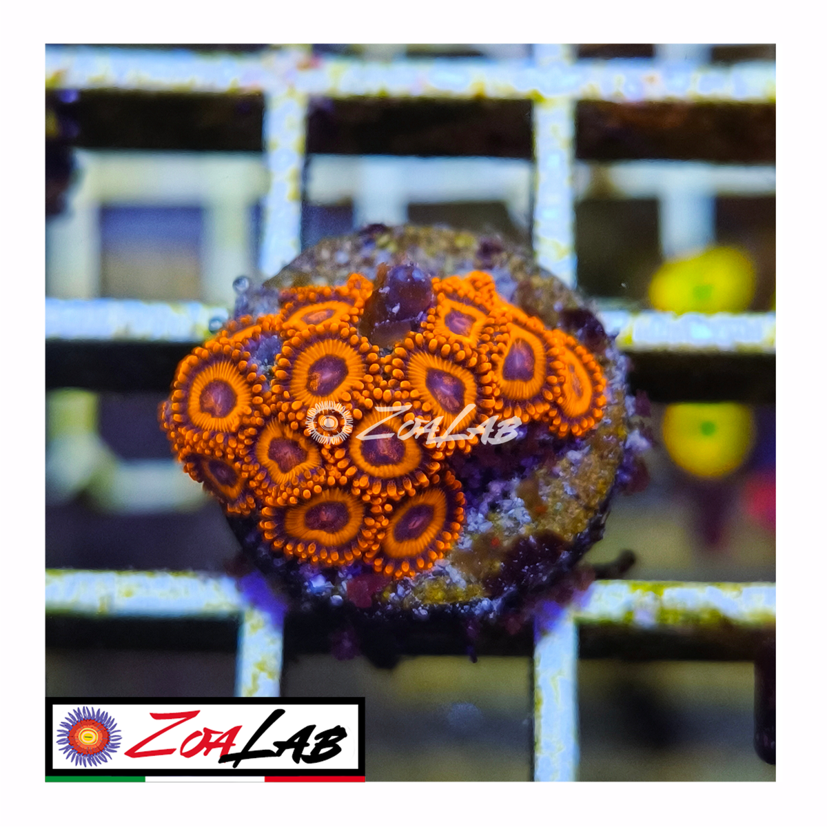 Zoanthus Red oxides
