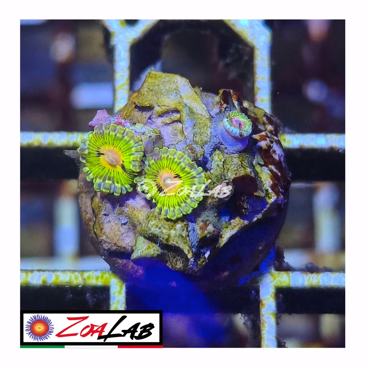 Zoanthus Golden Elephant