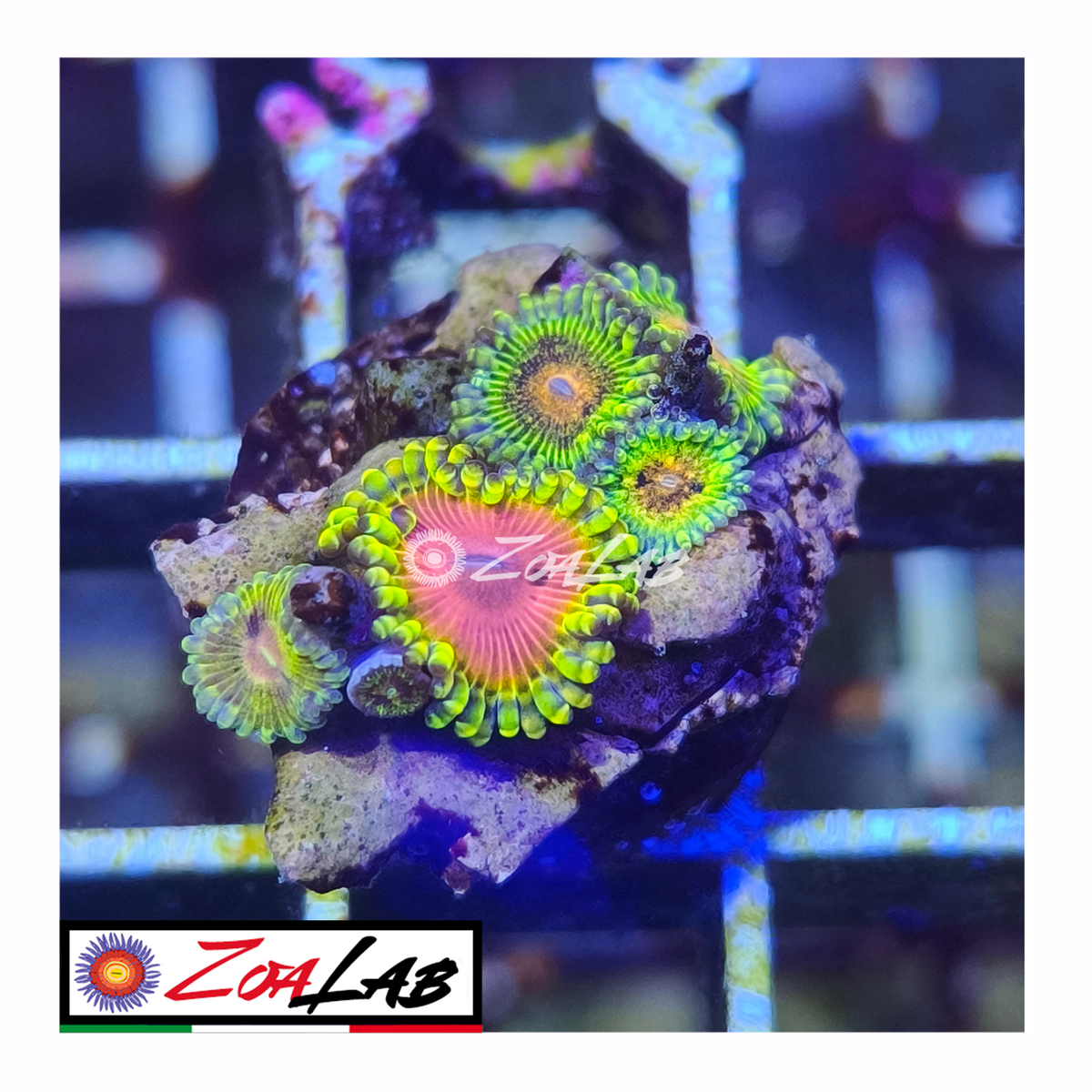 Zoanthus passion mix