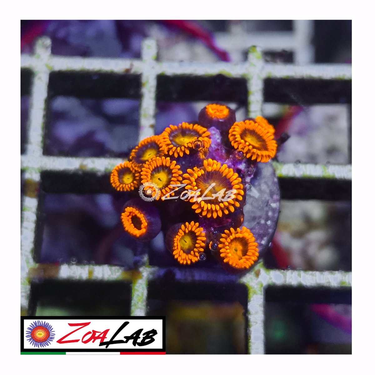 Zoanthus Orange oxides