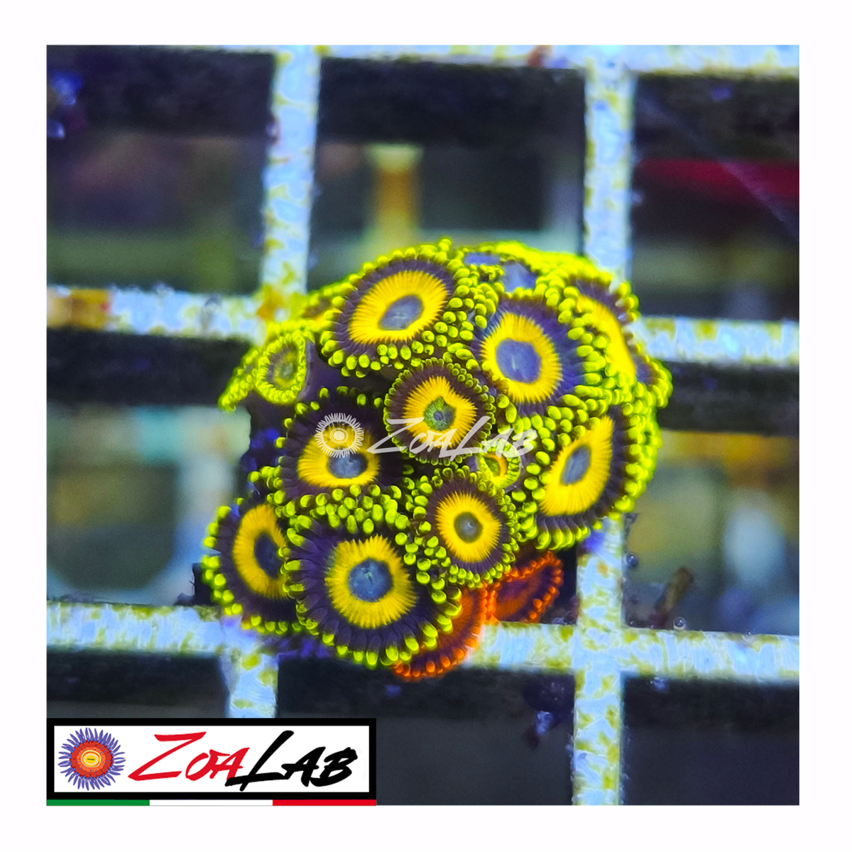 Zoanthus scrambler eggs