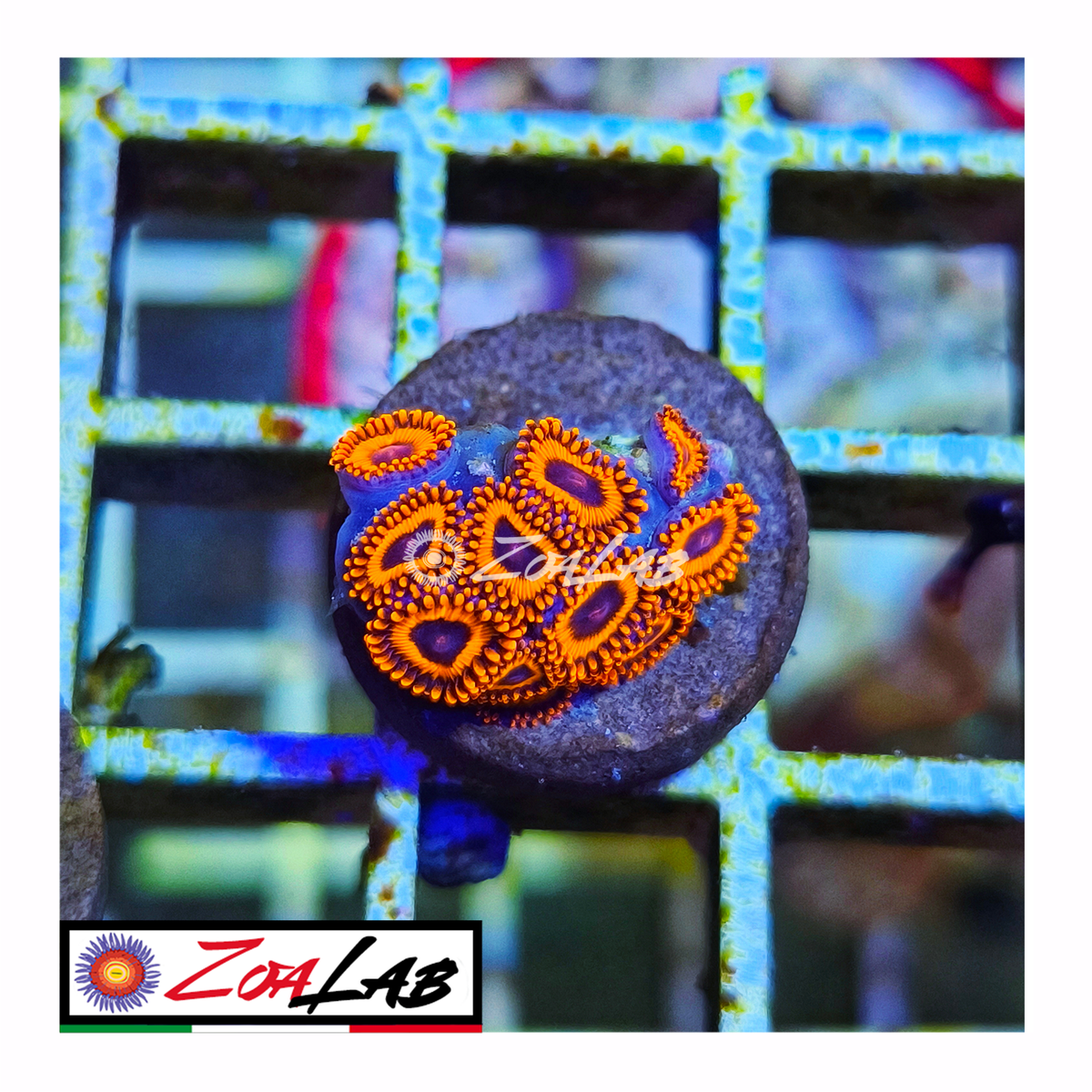 Zoanthus Red oxides