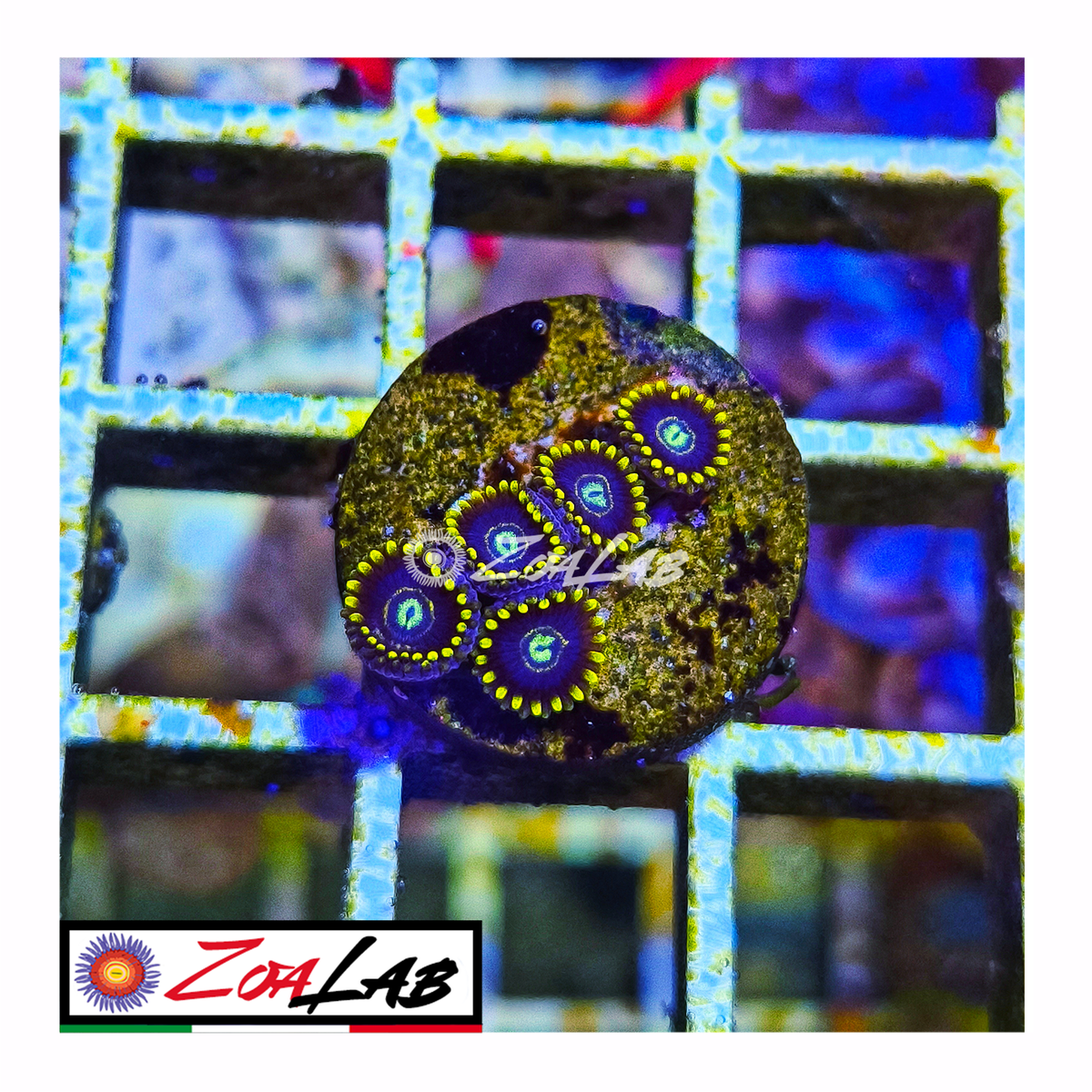 Zoanthus Blue Hornets