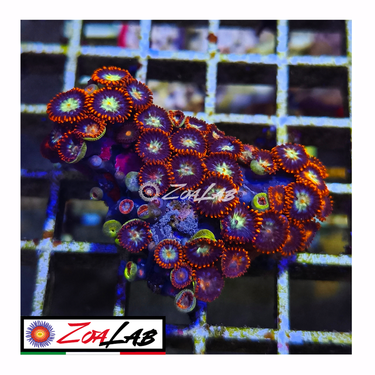 Zoanthus Blue spiderman