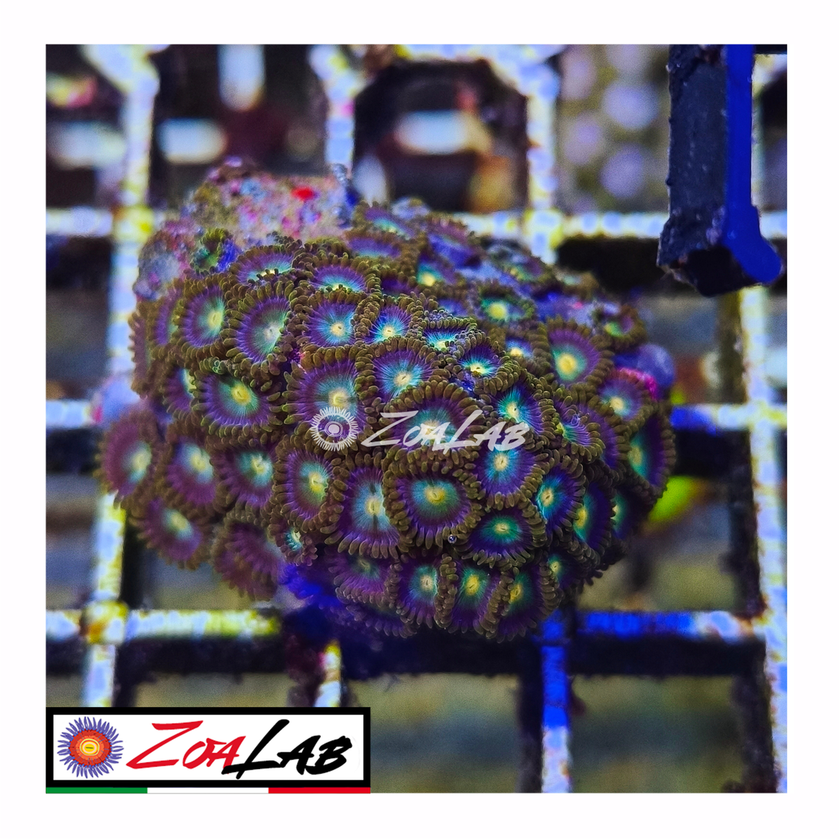 Zoanthus Blue hole