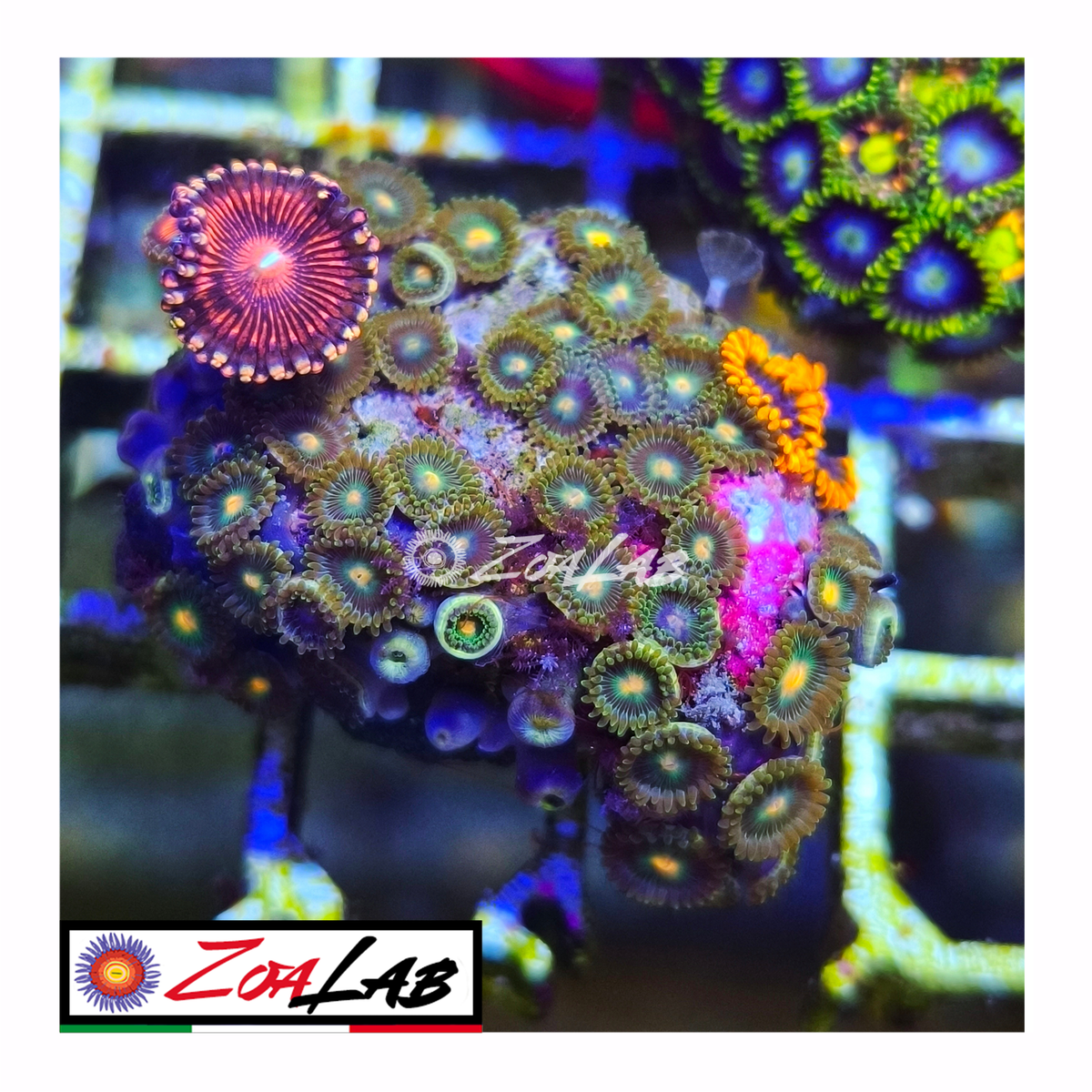 Zoanthus green goblin