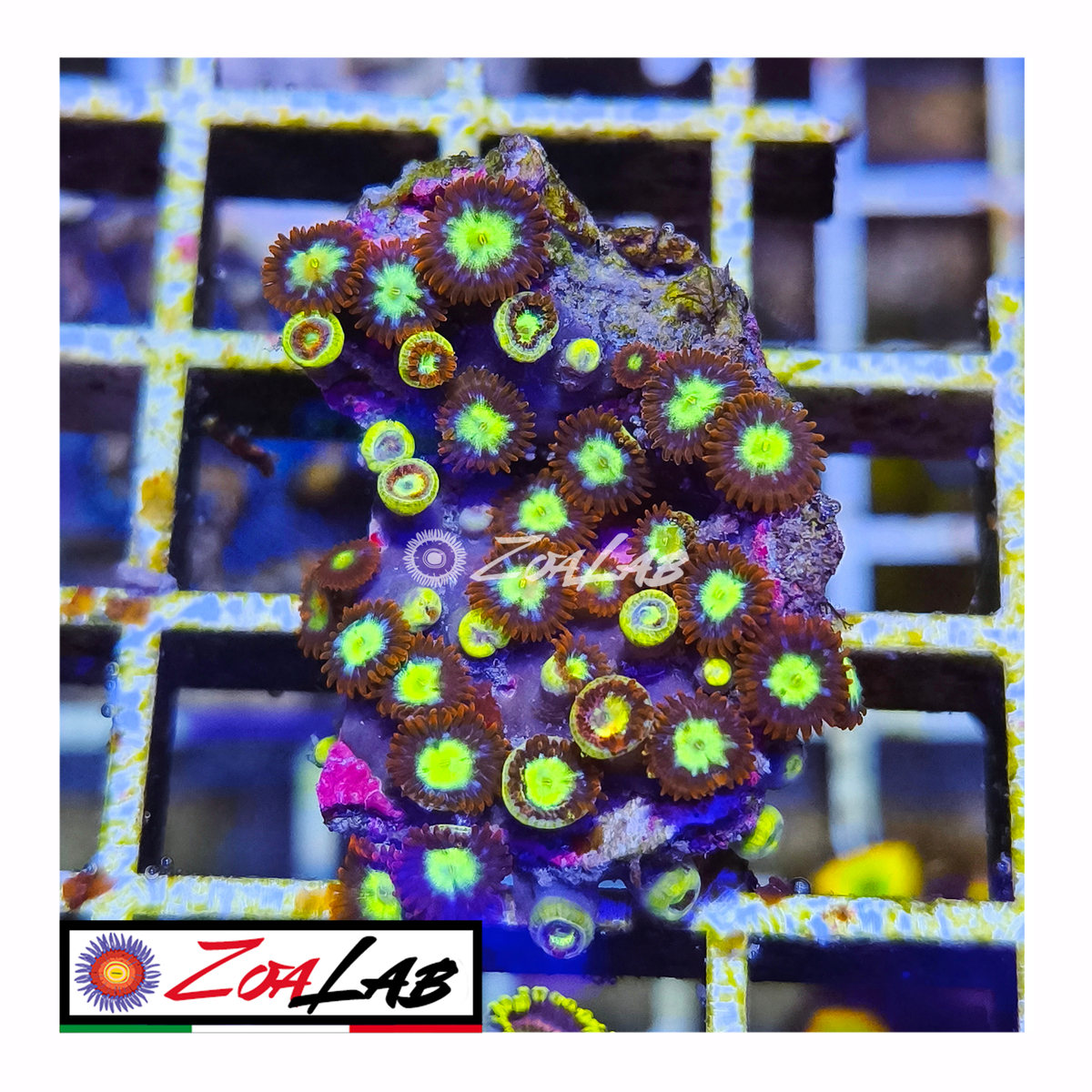 Zoanthus spiderman morph