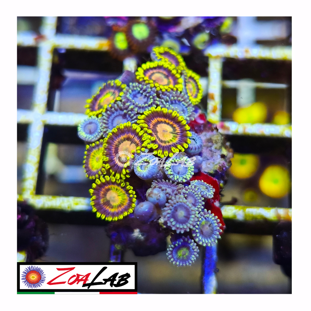 Zoanthus Yellow flower