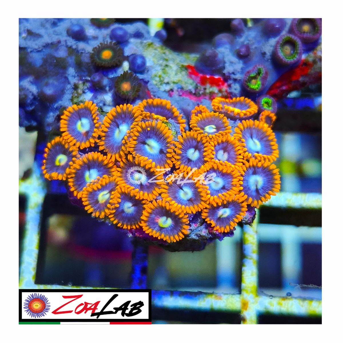 Zoanthus Blue spiderman