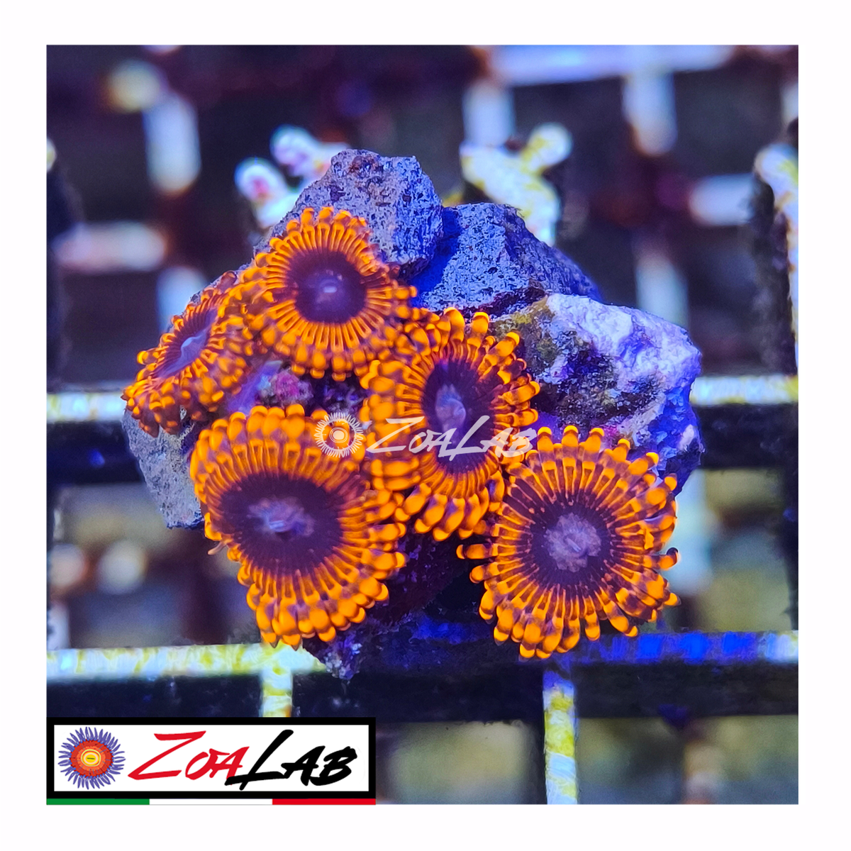 Zoanthus luna Eclipse