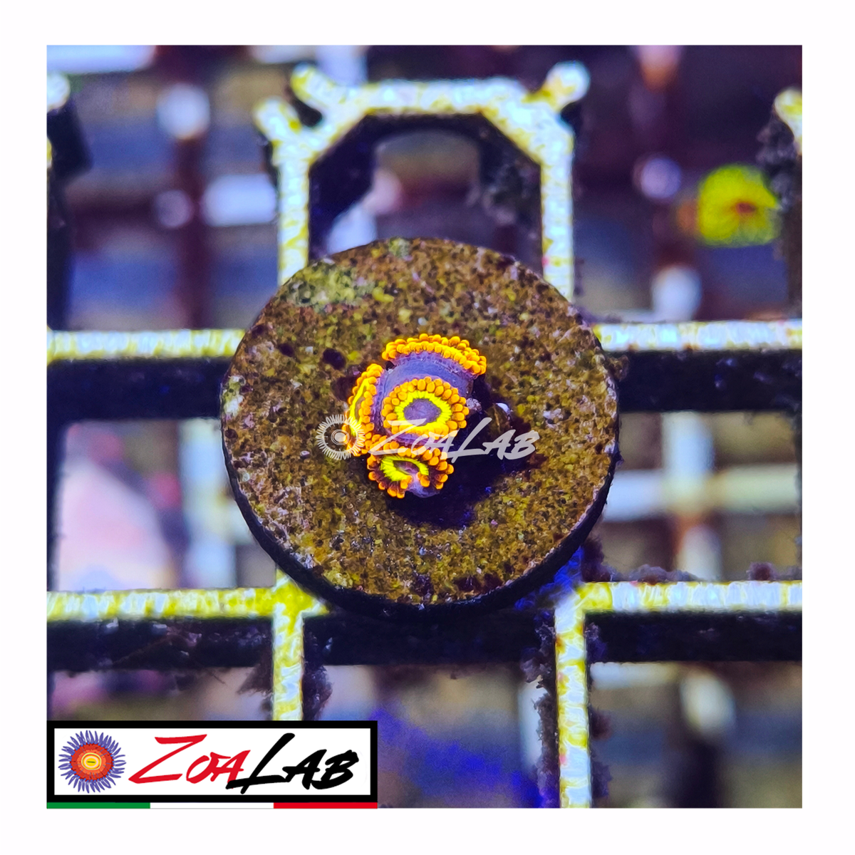 Zoanthus fruit loops
