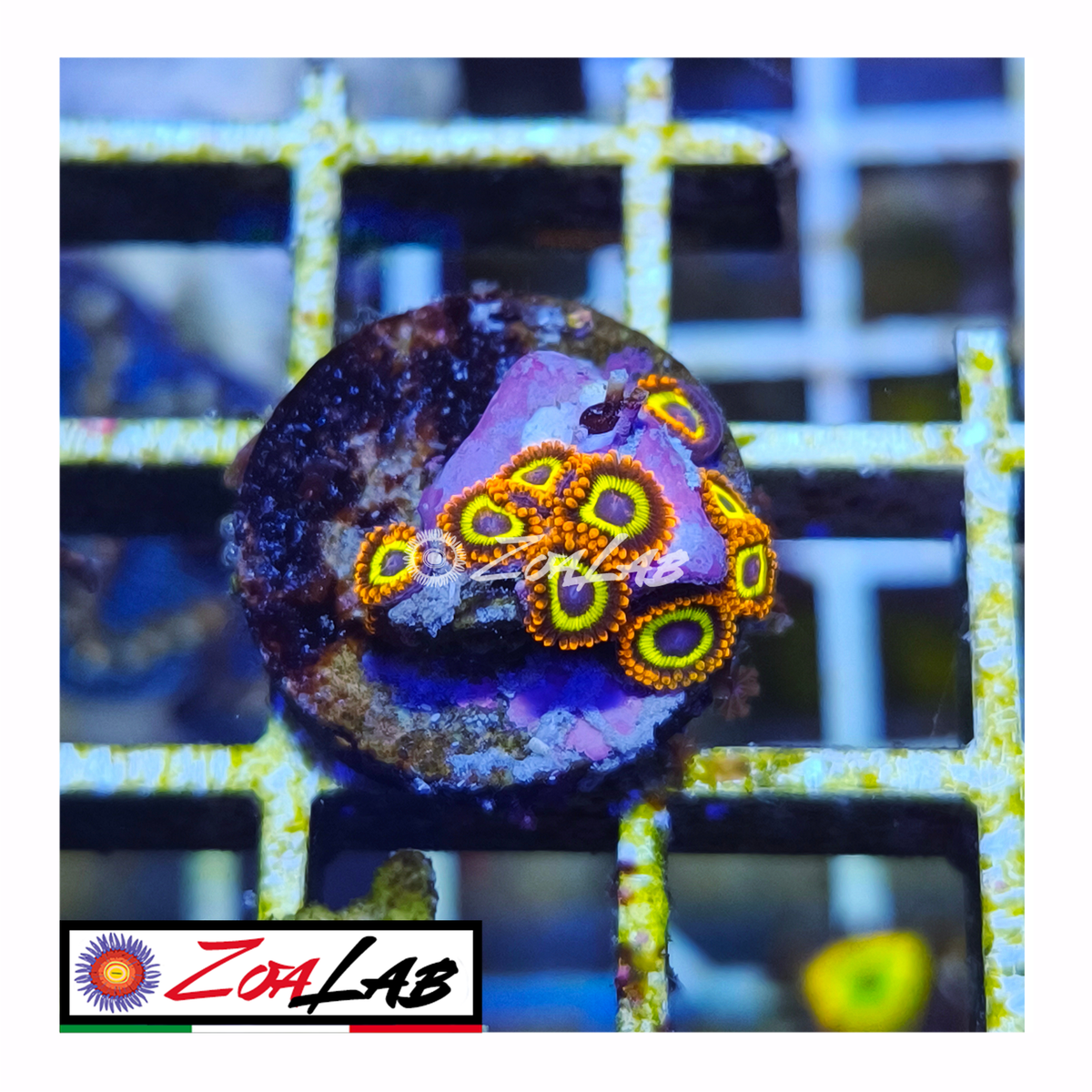 Zoanthus fruit loops