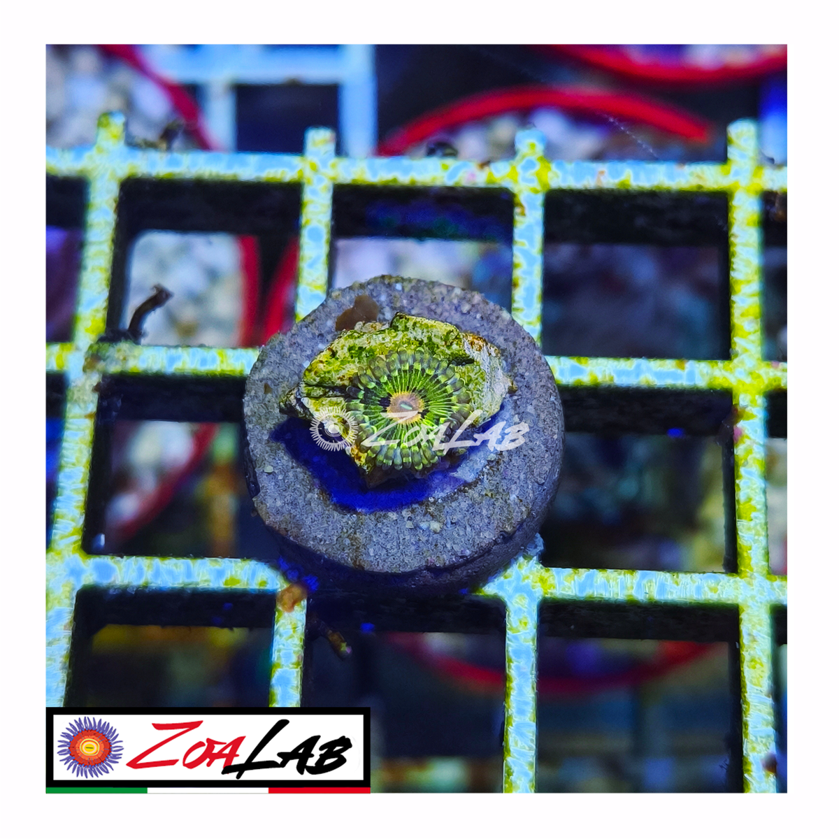 Zoanthus Golden yellow